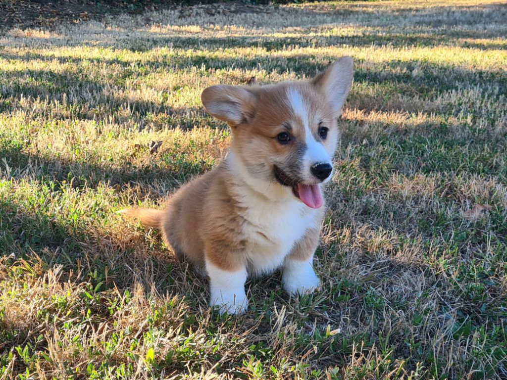 Chiot Welsh Corgi Pembroke de Paline