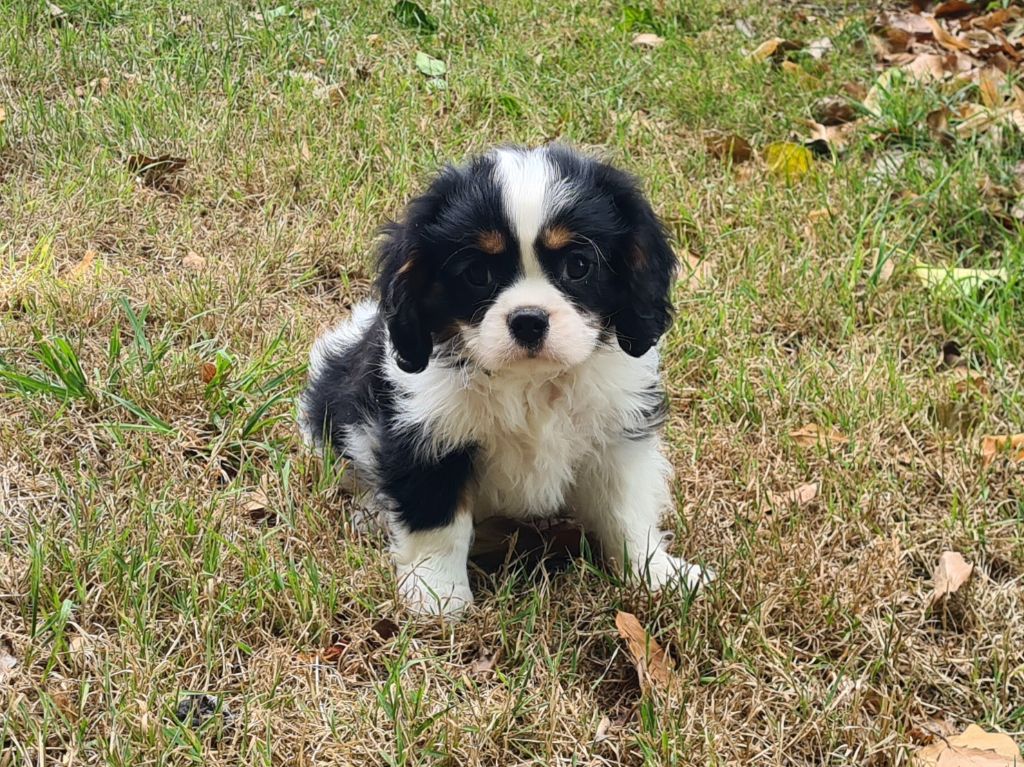 de Paline - Chiots disponibles - Cavalier King Charles Spaniel