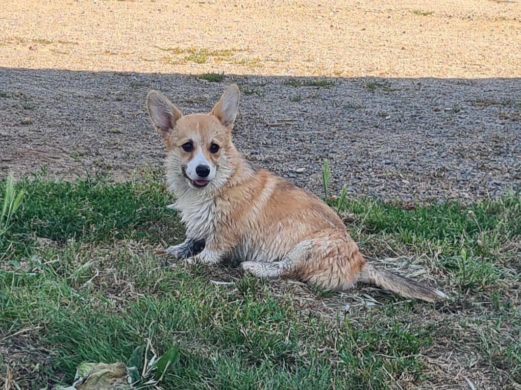 de Paline - Chiots disponibles - Welsh Corgi Pembroke