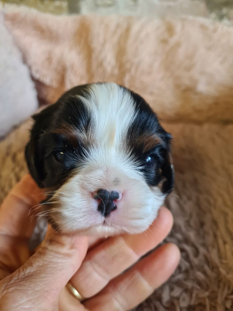 de Paline - Chiots disponibles - Cavalier King Charles Spaniel