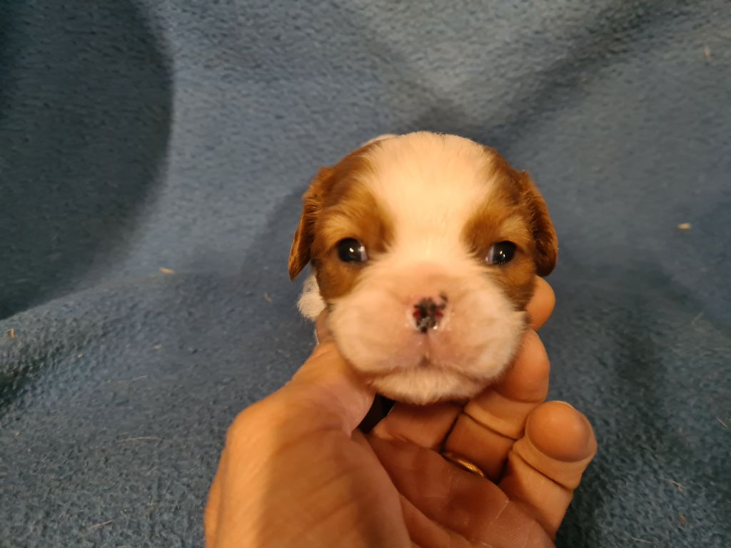 de Paline - Chiots disponibles - Cavalier King Charles Spaniel