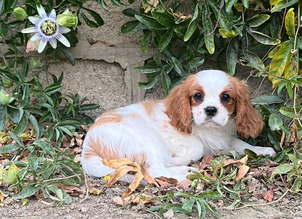 de Paline - Chiots disponibles - Cavalier King Charles Spaniel