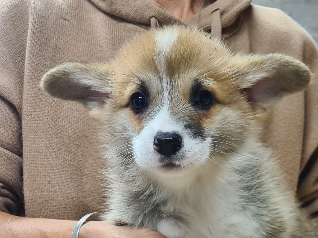 de Paline - Chiots disponibles - Welsh Corgi Pembroke