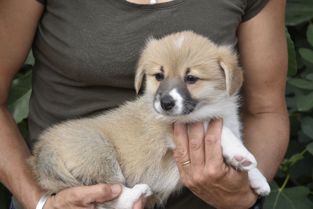 Chiot Welsh Corgi Pembroke de Paline
