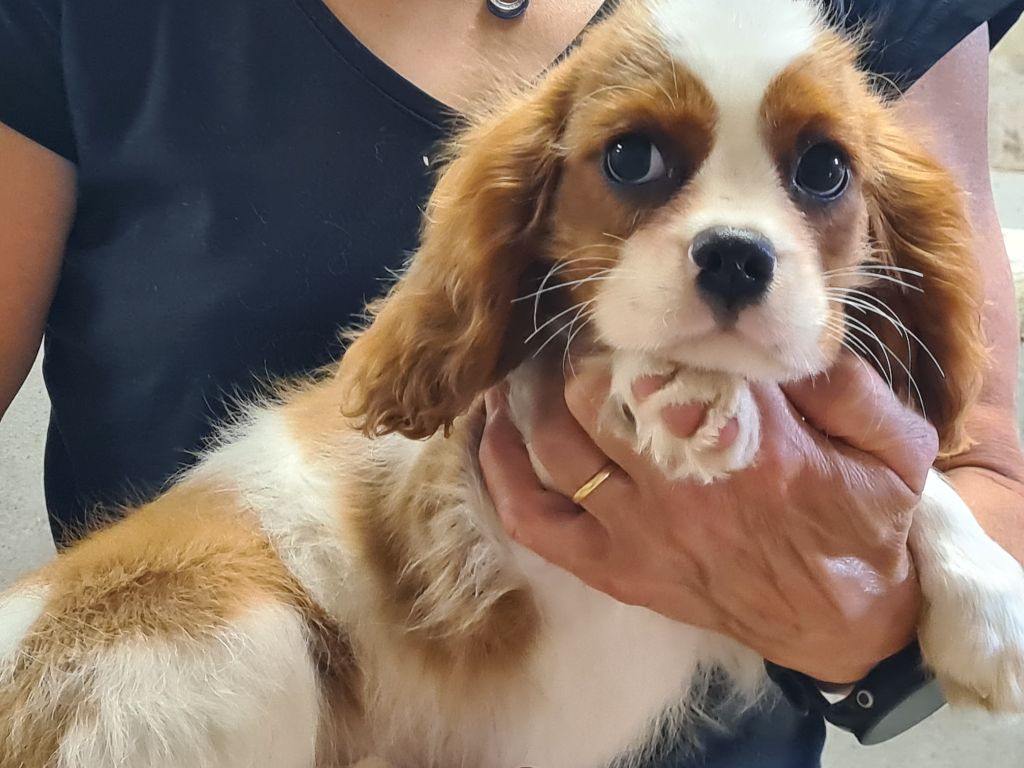 de Paline - Cavalier King Charles Spaniel - Portée née le 09/06/2025