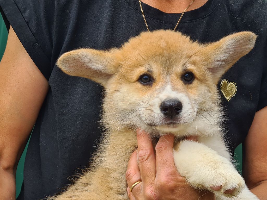 Chiot Welsh Corgi Pembroke de Paline