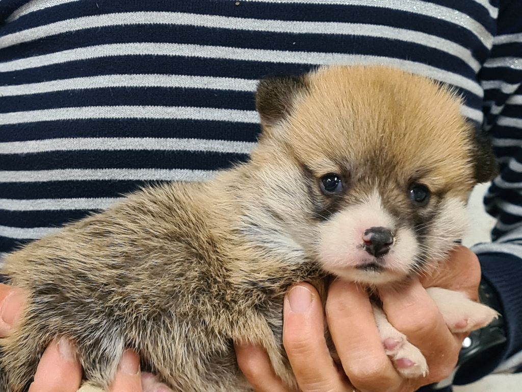 de Paline - Chiots disponibles - Welsh Corgi Pembroke