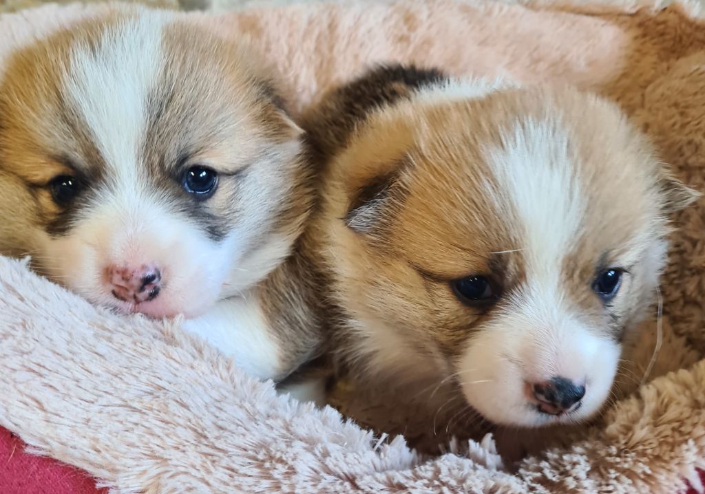 de Paline - Welsh Corgi Pembroke - Portée née le 02/05/2025