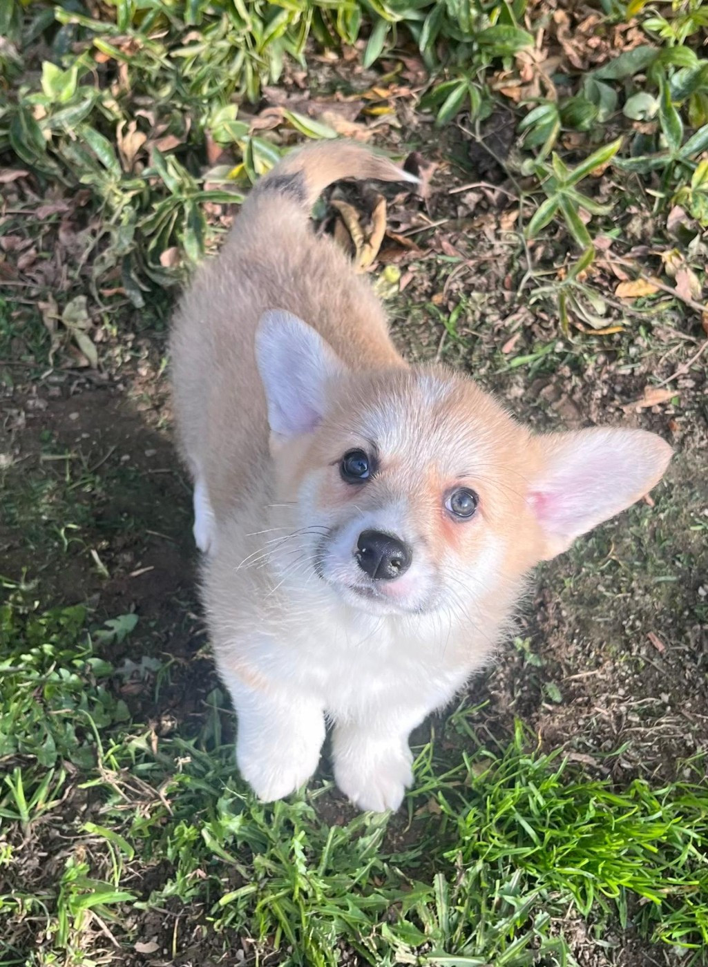 de Paline - Chiots disponibles - Welsh Corgi Pembroke