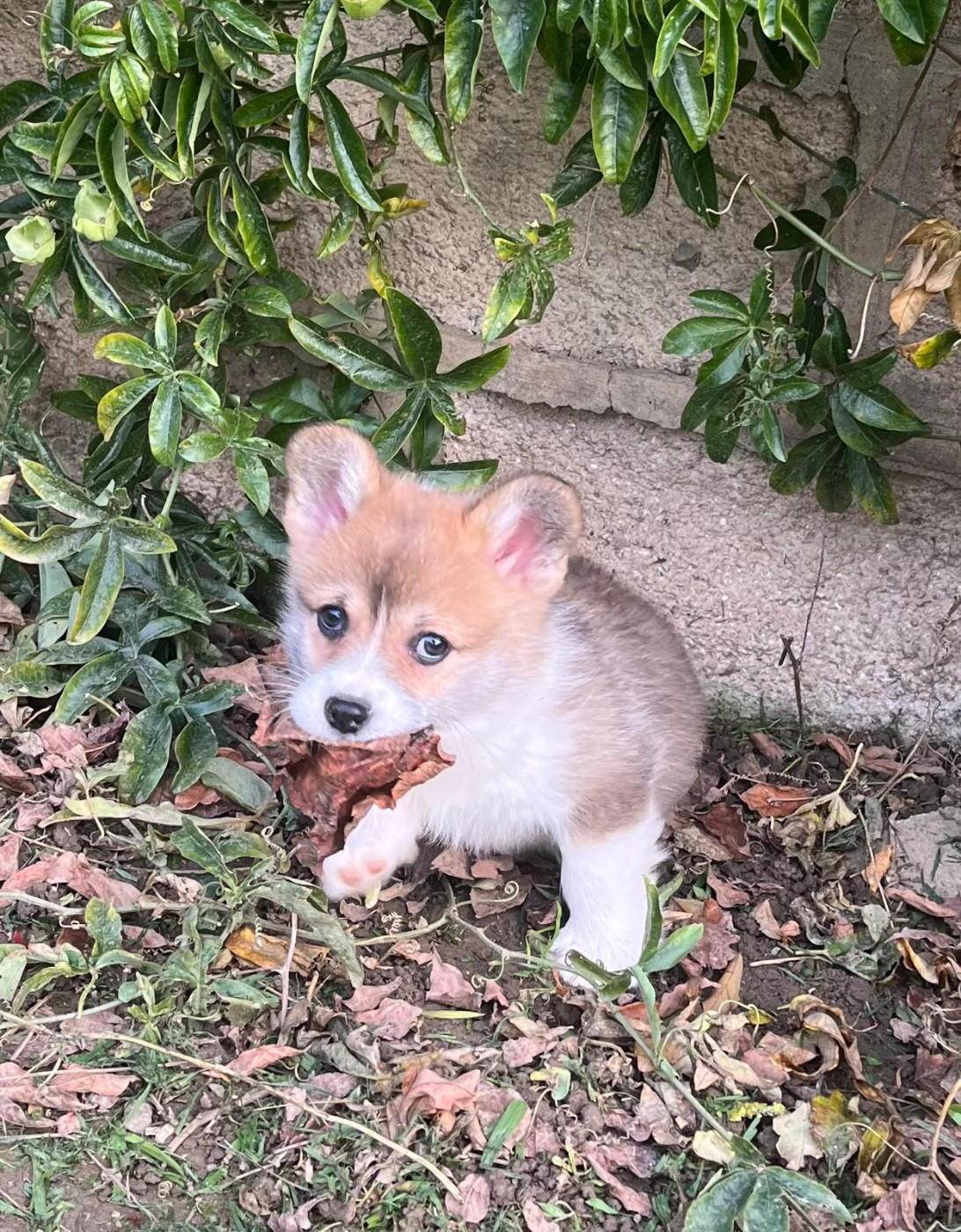 de Paline - Chiots disponibles - Welsh Corgi Pembroke