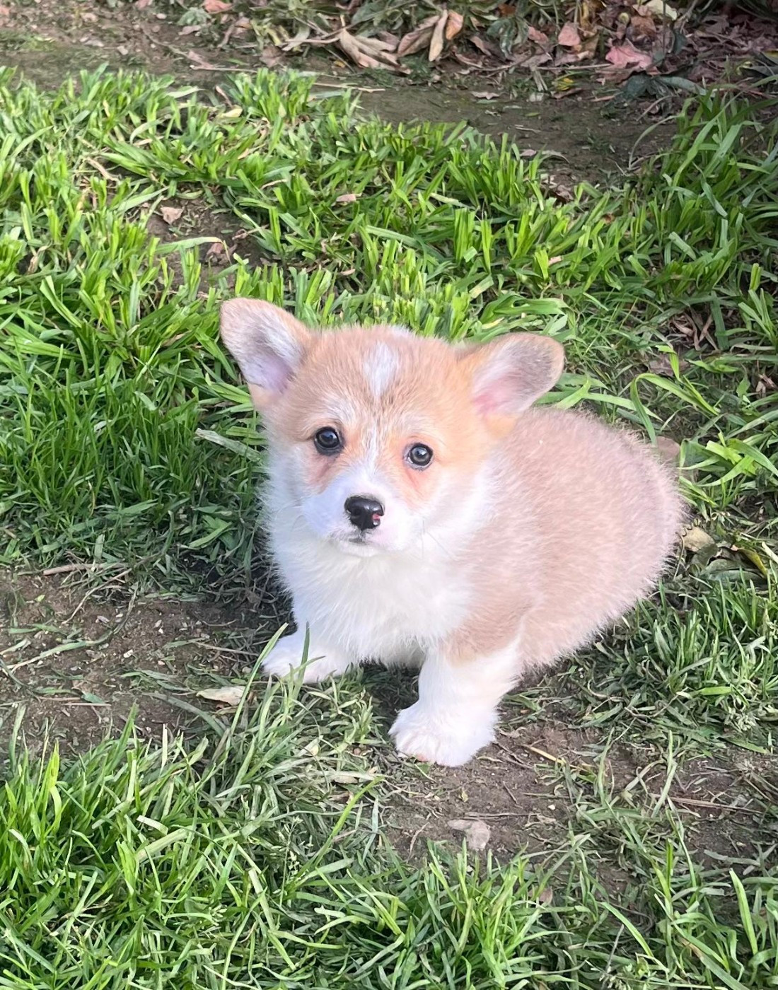 de Paline - Chiots disponibles - Welsh Corgi Pembroke