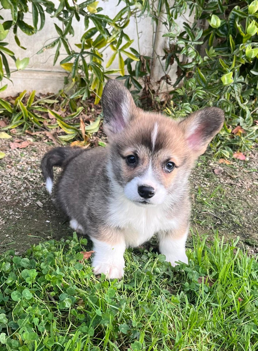 de Paline - Chiots disponibles - Welsh Corgi Pembroke