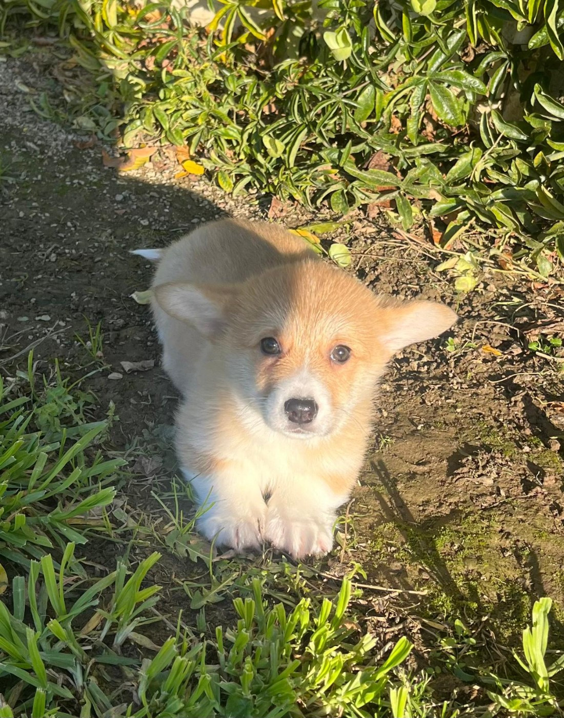 de Paline - Chiots disponibles - Welsh Corgi Pembroke