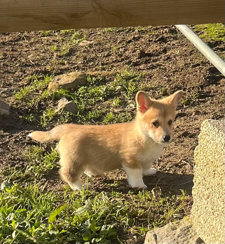 de Paline - Chiots disponibles - Welsh Corgi Pembroke