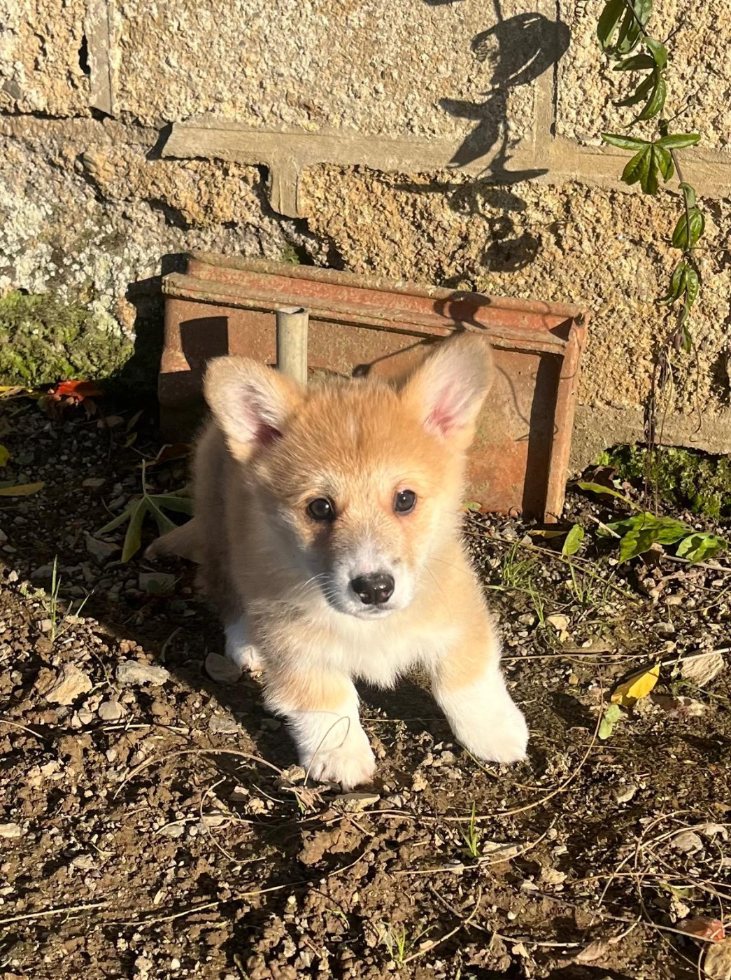 Chiot Welsh Corgi Pembroke de Paline