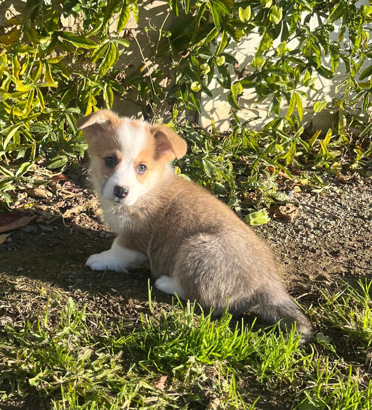 de Paline - Chiots disponibles - Welsh Corgi Pembroke