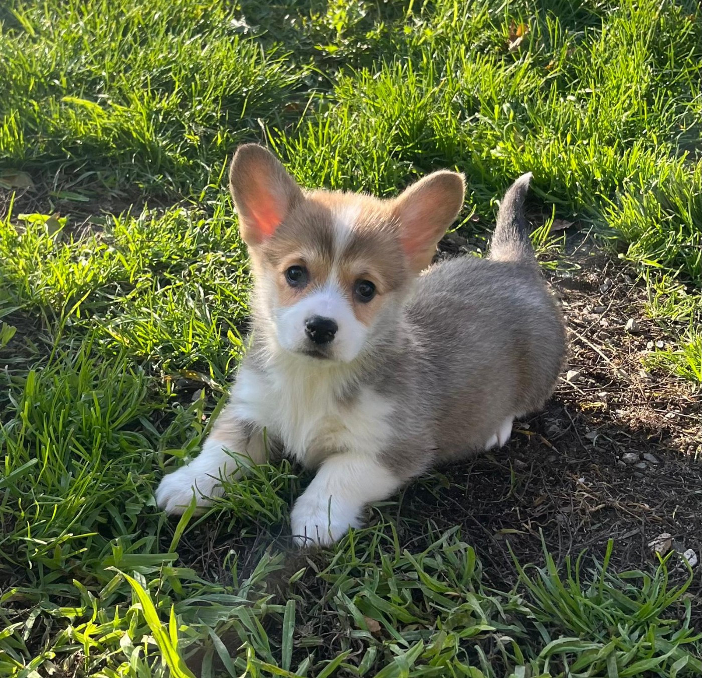 de Paline - Chiots disponibles - Welsh Corgi Pembroke
