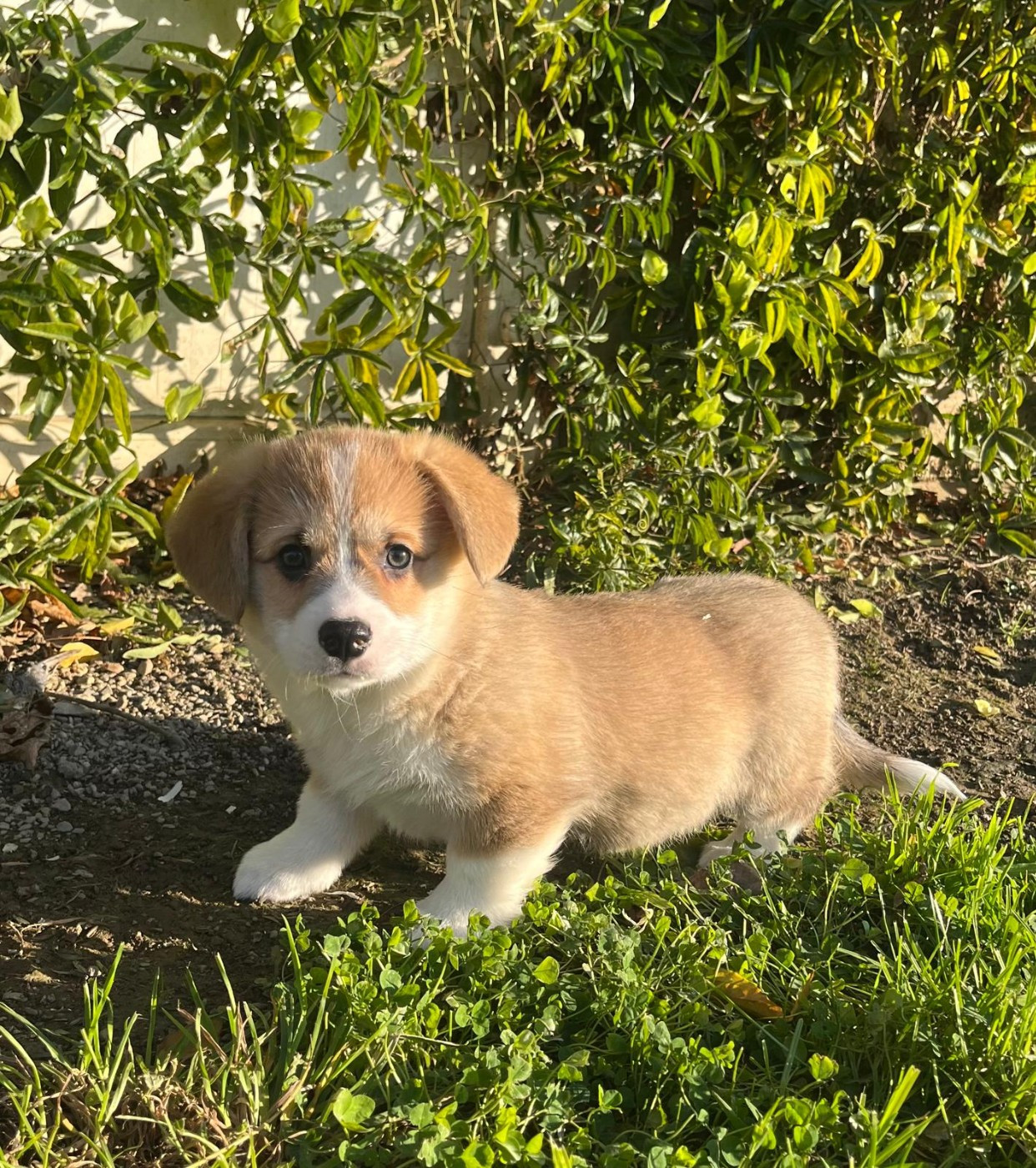 de Paline - Chiots disponibles - Welsh Corgi Pembroke