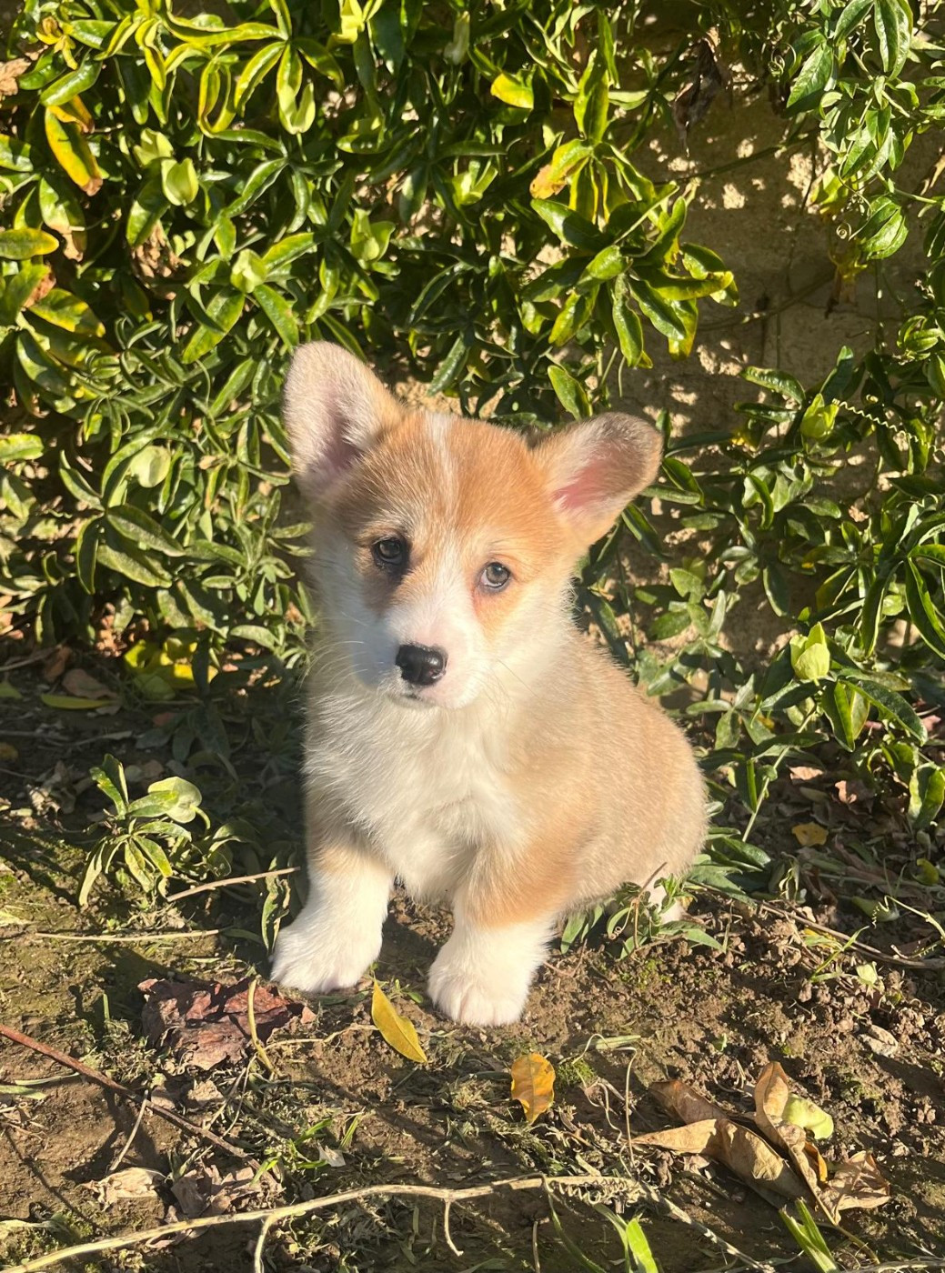 de Paline - Chiots disponibles - Welsh Corgi Pembroke