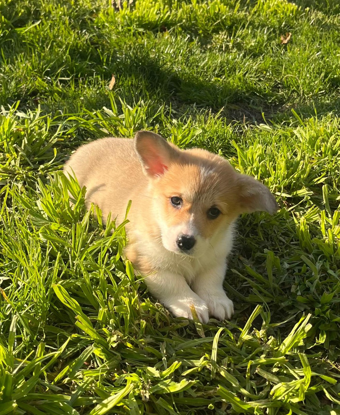 de Paline - Chiots disponibles - Welsh Corgi Pembroke
