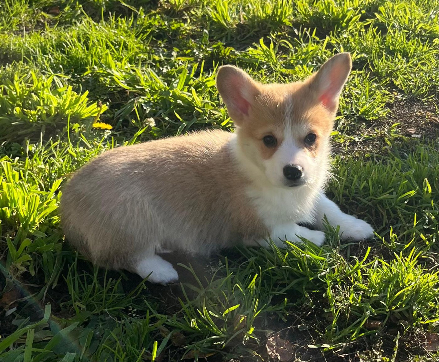 de Paline - Chiots disponibles - Welsh Corgi Pembroke