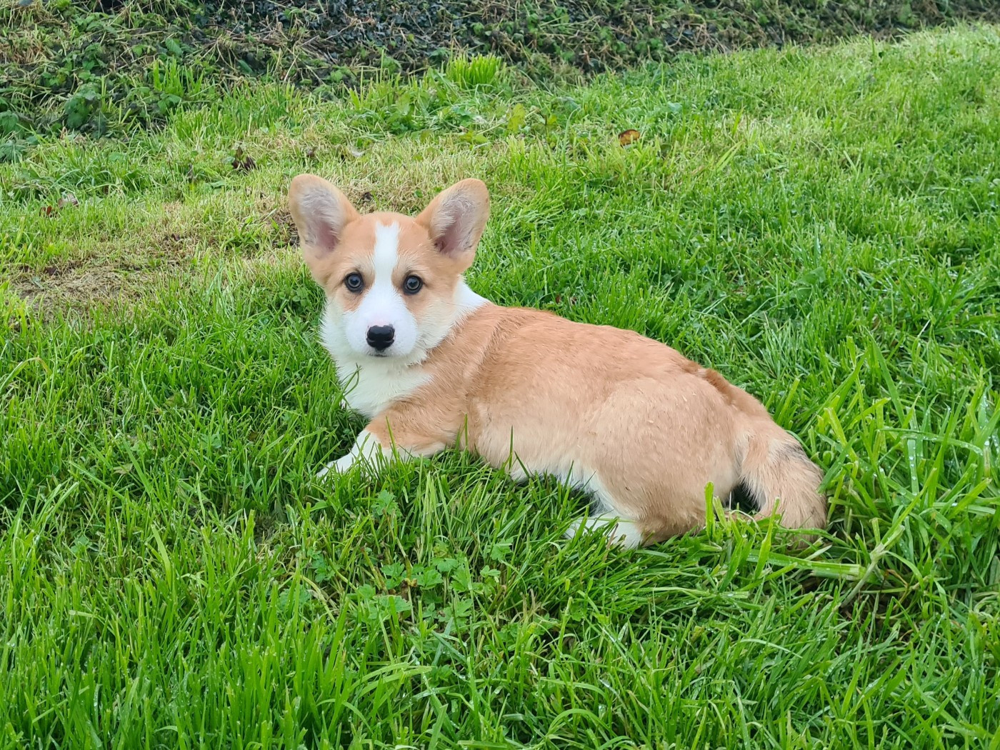de Paline - Chiots disponibles - Welsh Corgi Pembroke
