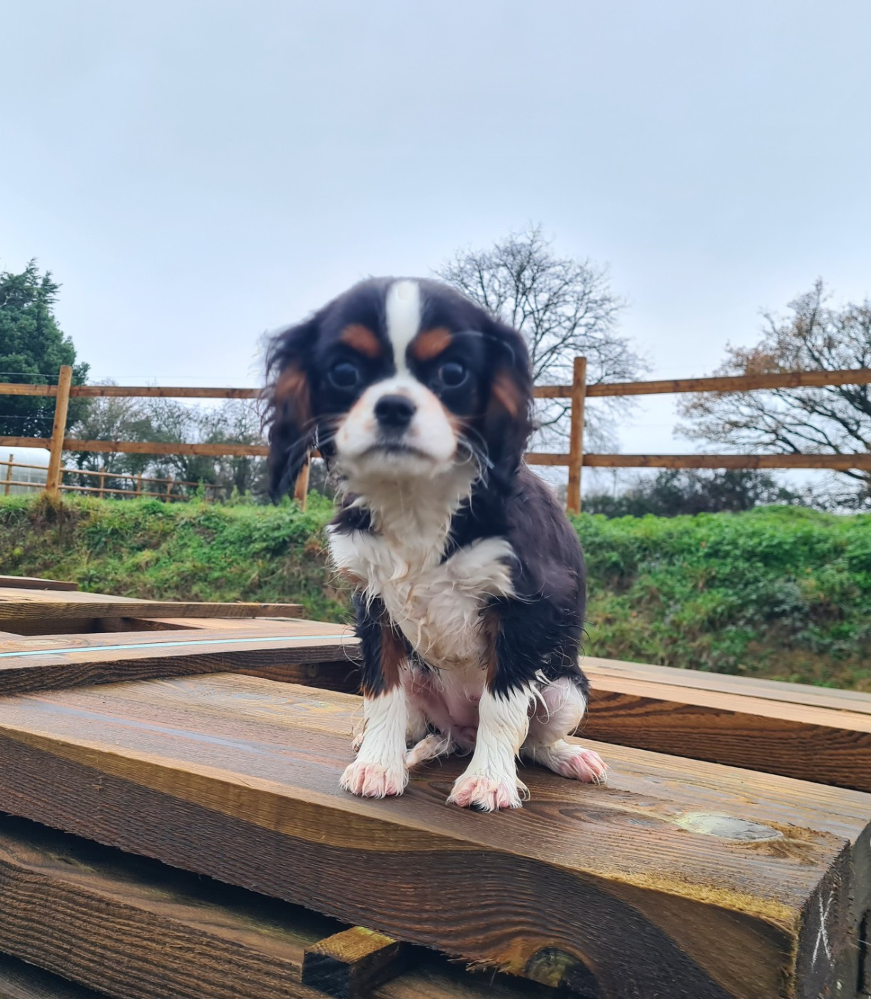 de Paline - Chiots disponibles - Cavalier King Charles Spaniel