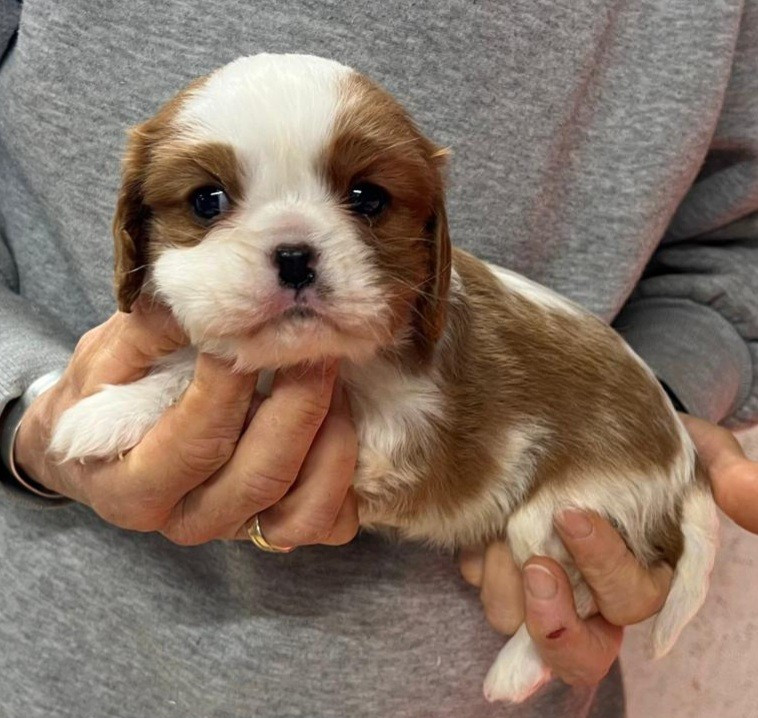 de Paline - Chiots disponibles - Cavalier King Charles Spaniel