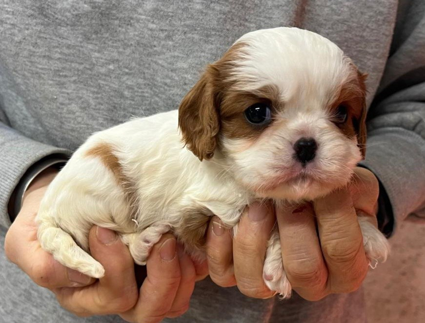 de Paline - Chiots disponibles - Cavalier King Charles Spaniel