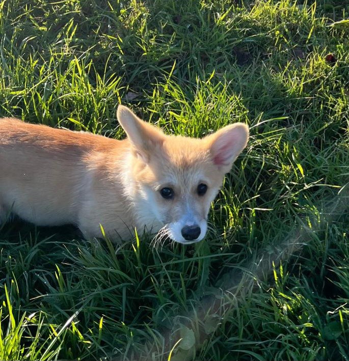 de Paline - Chiots disponibles - Welsh Corgi Pembroke