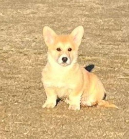 de Paline - Chiots disponibles - Welsh Corgi Pembroke