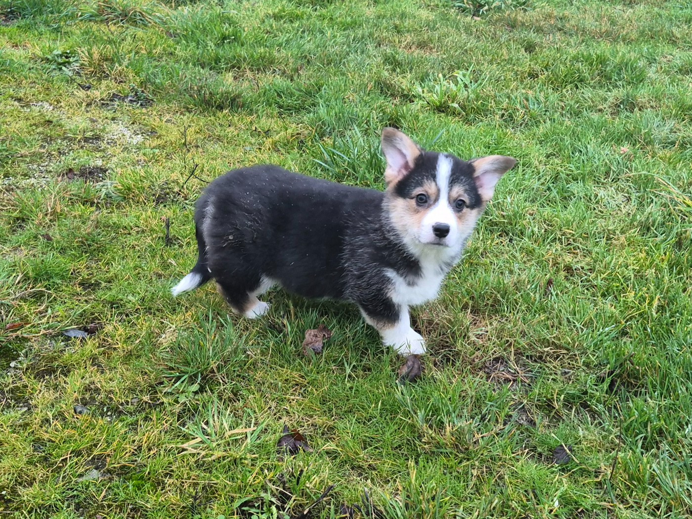 de Paline - Welsh Corgi Pembroke - Portée née le 11/11/2025