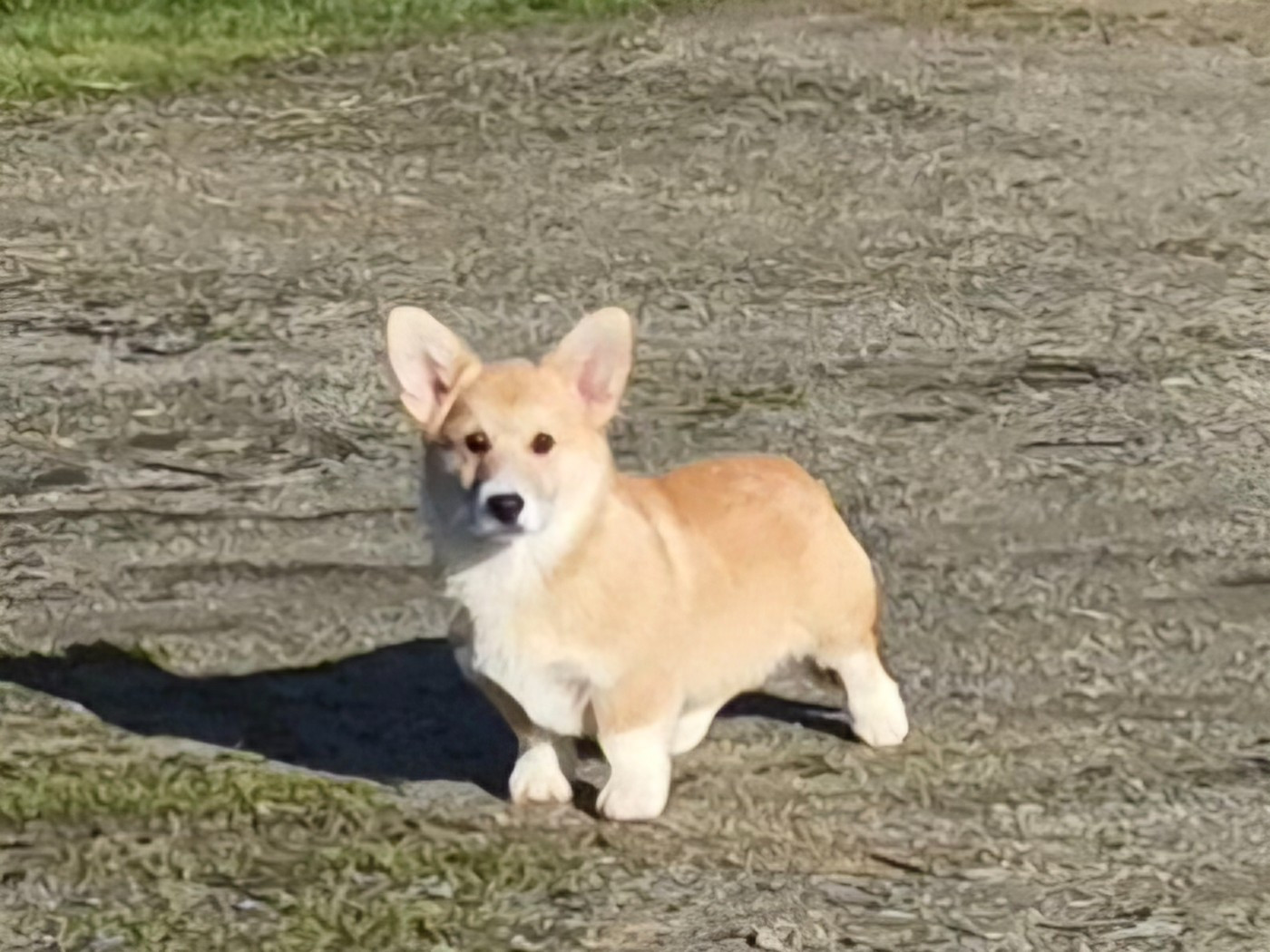 de Paline - Chiots disponibles - Welsh Corgi Pembroke