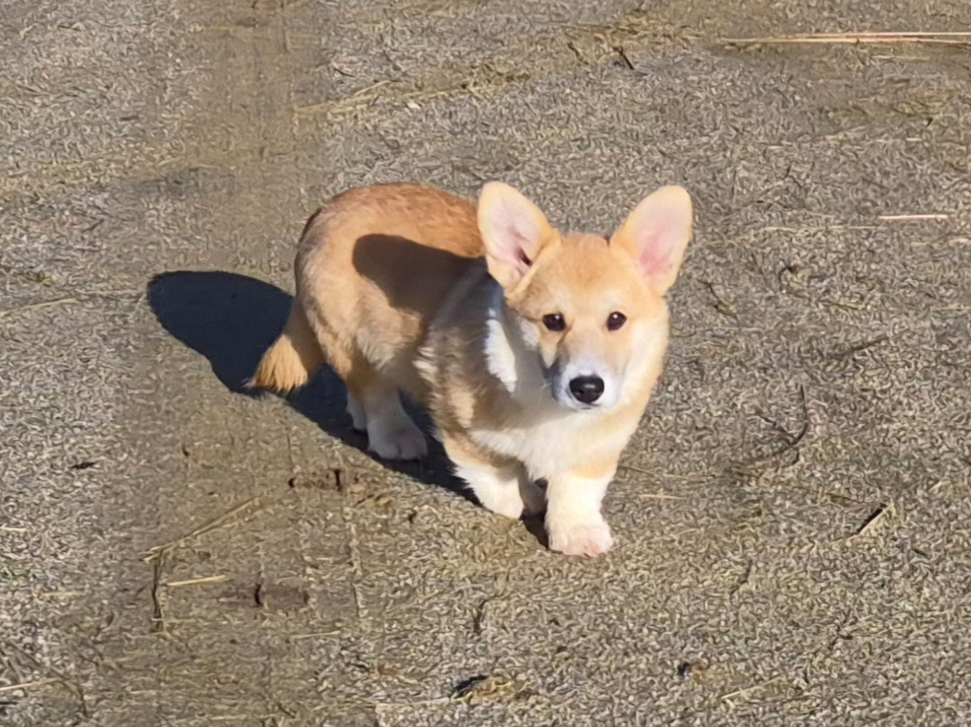 de Paline - Welsh Corgi Pembroke - Portée née le 23/09/2025