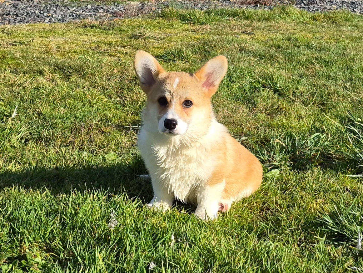 de Paline - Chiots disponibles - Welsh Corgi Pembroke