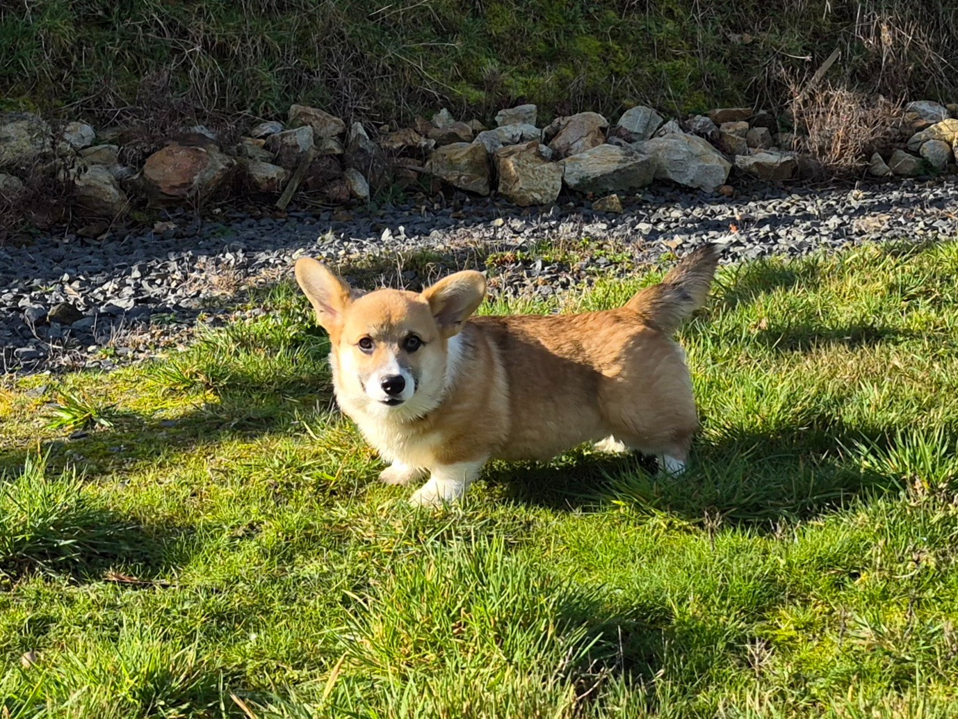 de Paline - Chiots disponibles - Welsh Corgi Pembroke