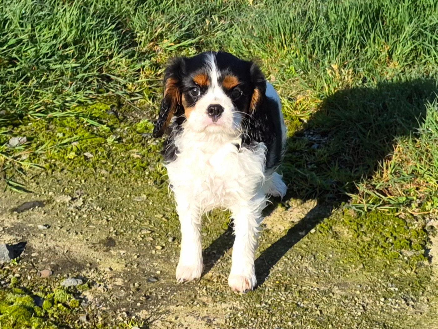 de Paline - Chiots disponibles - Cavalier King Charles Spaniel