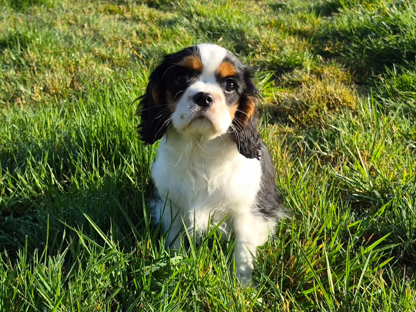 de Paline - Cavalier King Charles Spaniel - Portée née le 11/12/2025