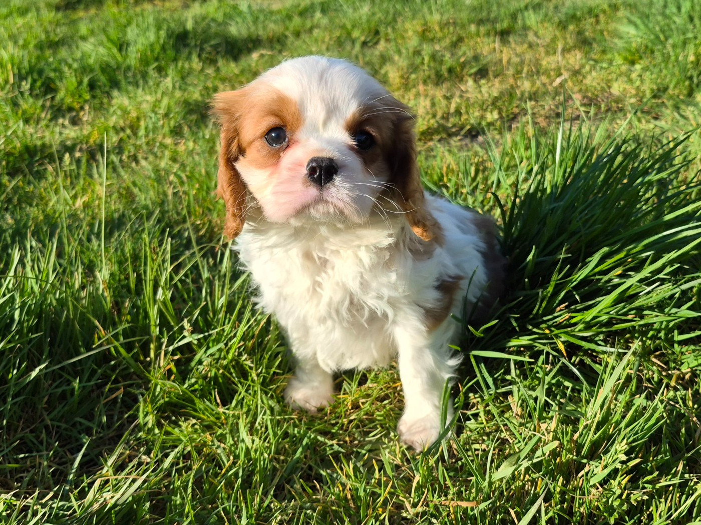 de Paline - Chiots disponibles - Cavalier King Charles Spaniel