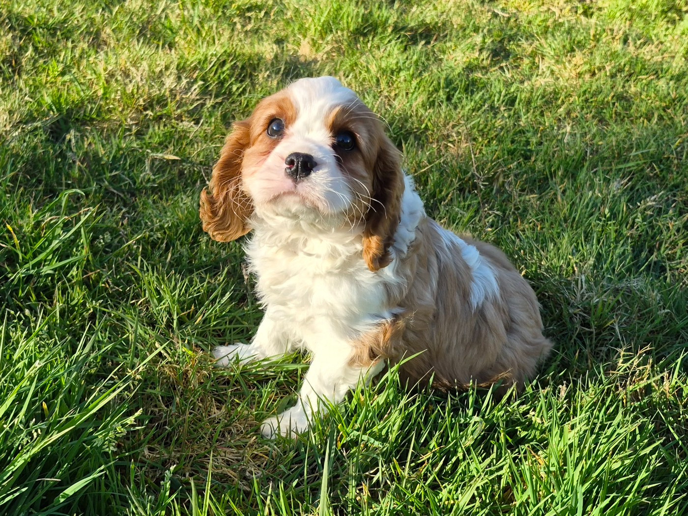 de Paline - Chiots disponibles - Cavalier King Charles Spaniel