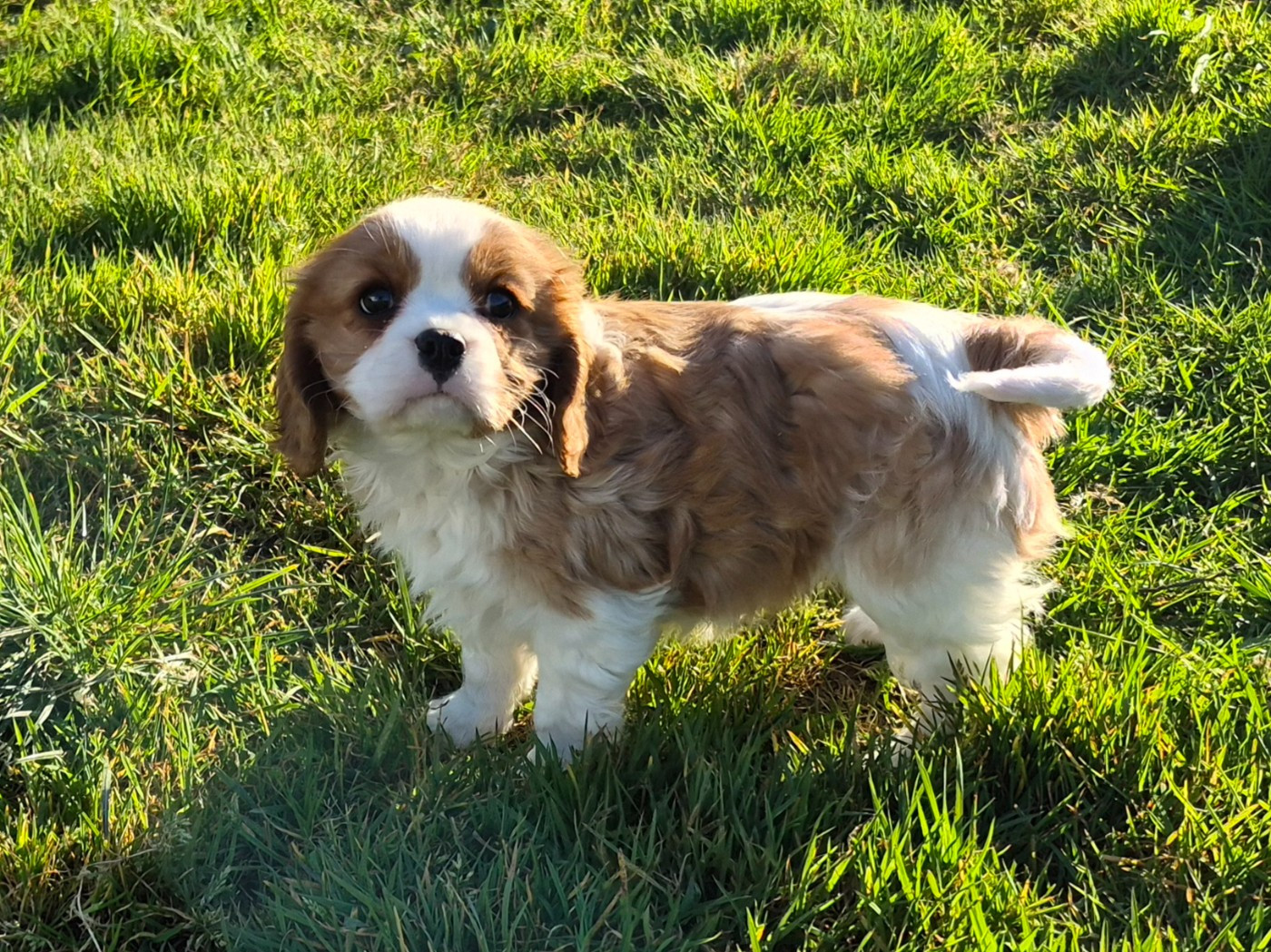 de Paline - Chiots disponibles - Cavalier King Charles Spaniel