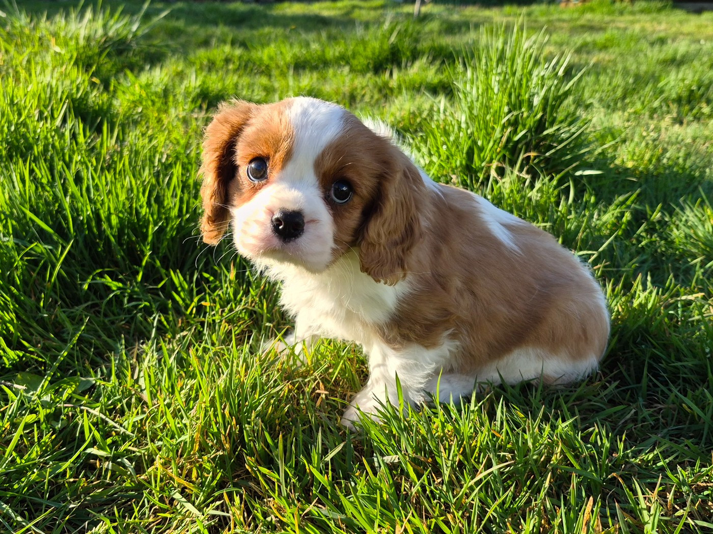 de Paline - Chiots disponibles - Cavalier King Charles Spaniel