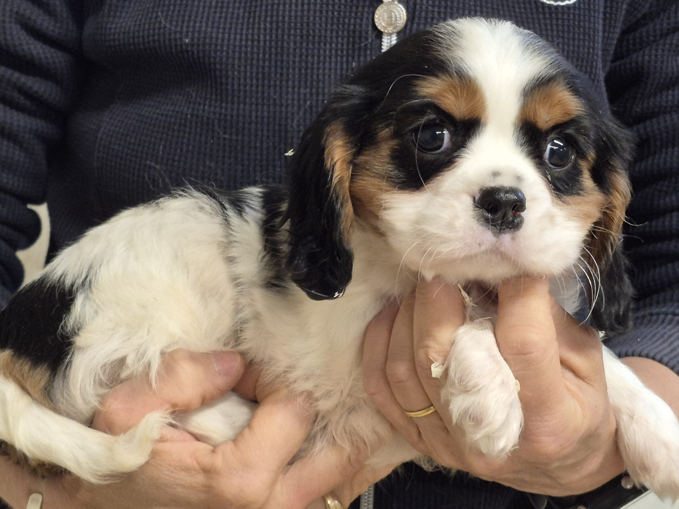 Chiot Cavalier King Charles Spaniel de Paline
