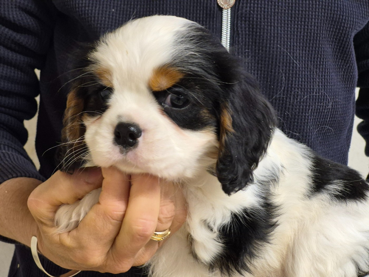 de Paline - Chiots disponibles - Cavalier King Charles Spaniel