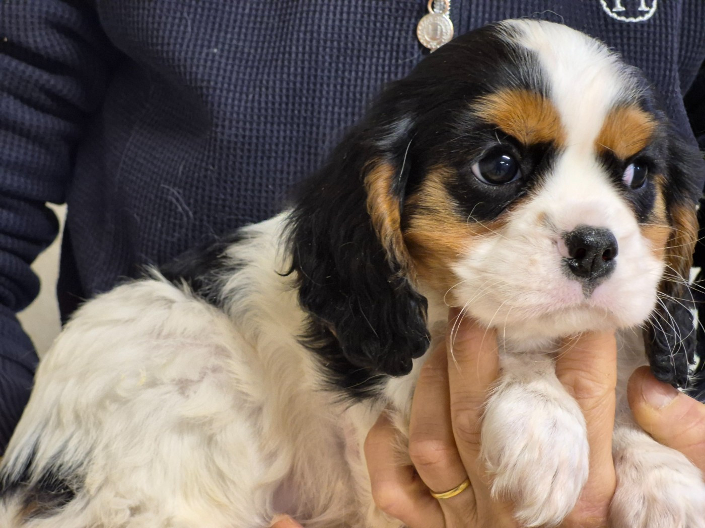 de Paline - Chiots disponibles - Cavalier King Charles Spaniel
