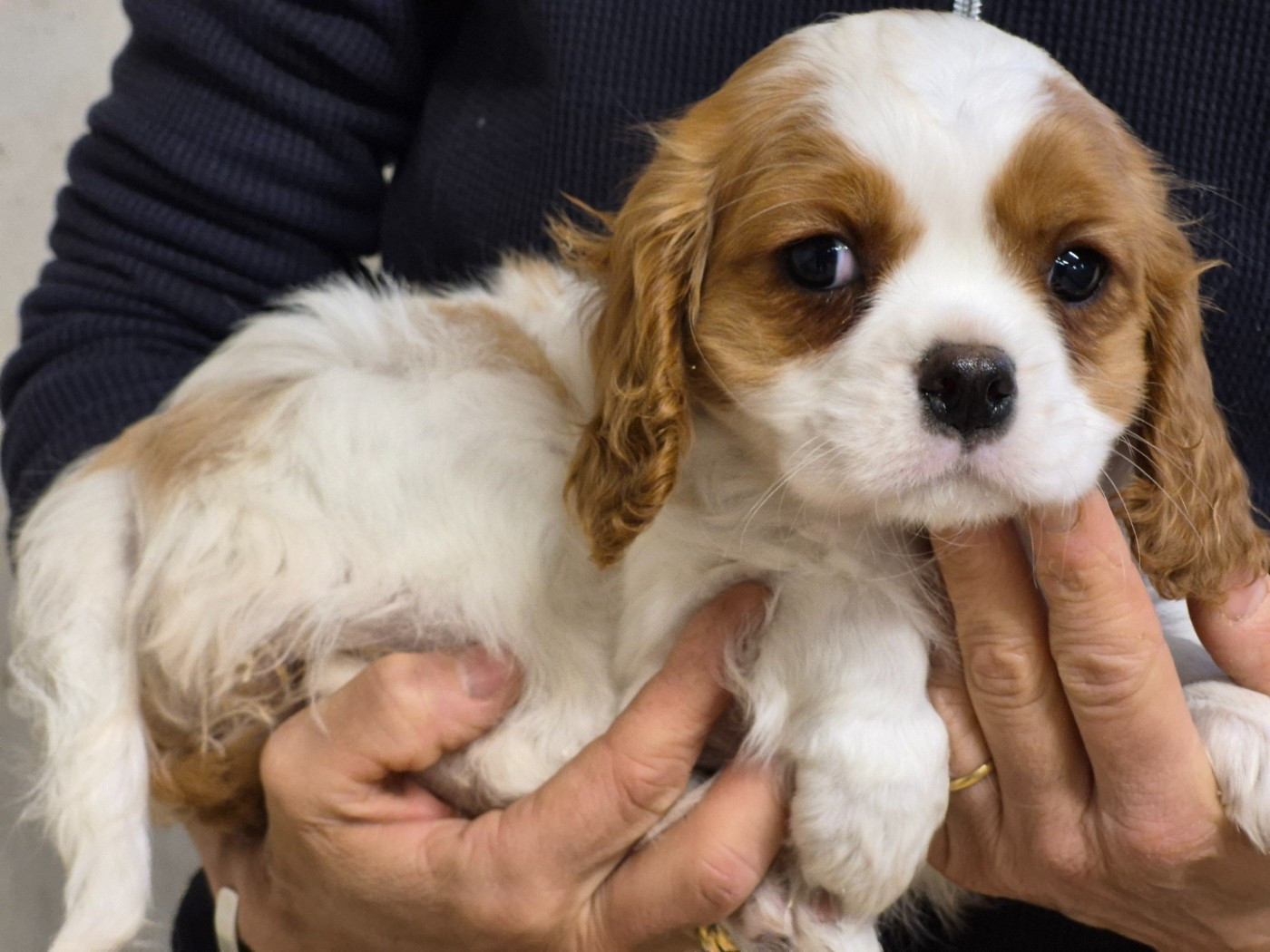de Paline - Chiots disponibles - Cavalier King Charles Spaniel