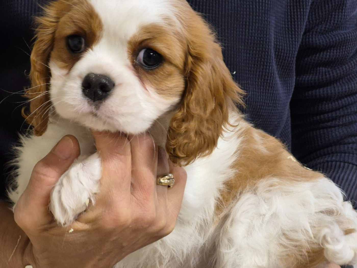Chiot Cavalier King Charles Spaniel de Paline