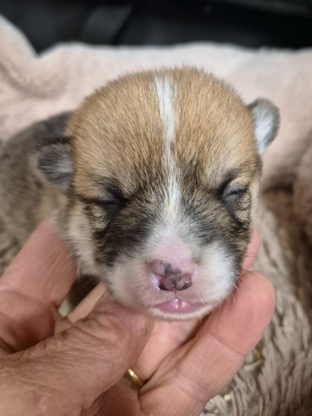 de Paline - Chiots disponibles - Welsh Corgi Pembroke
