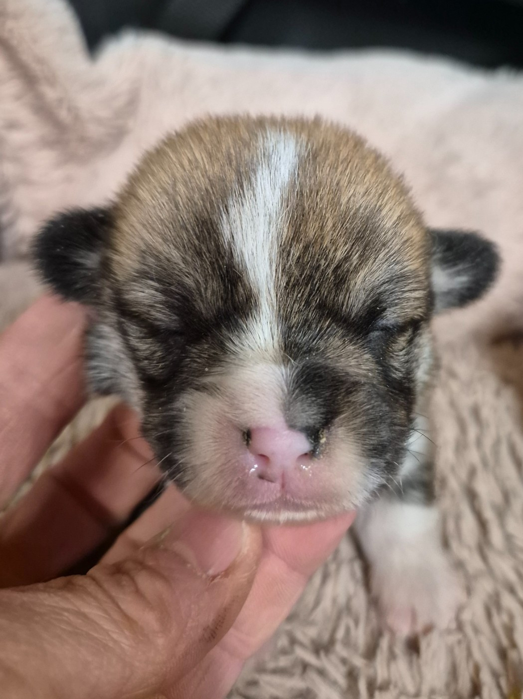 de Paline - Chiots disponibles - Welsh Corgi Pembroke