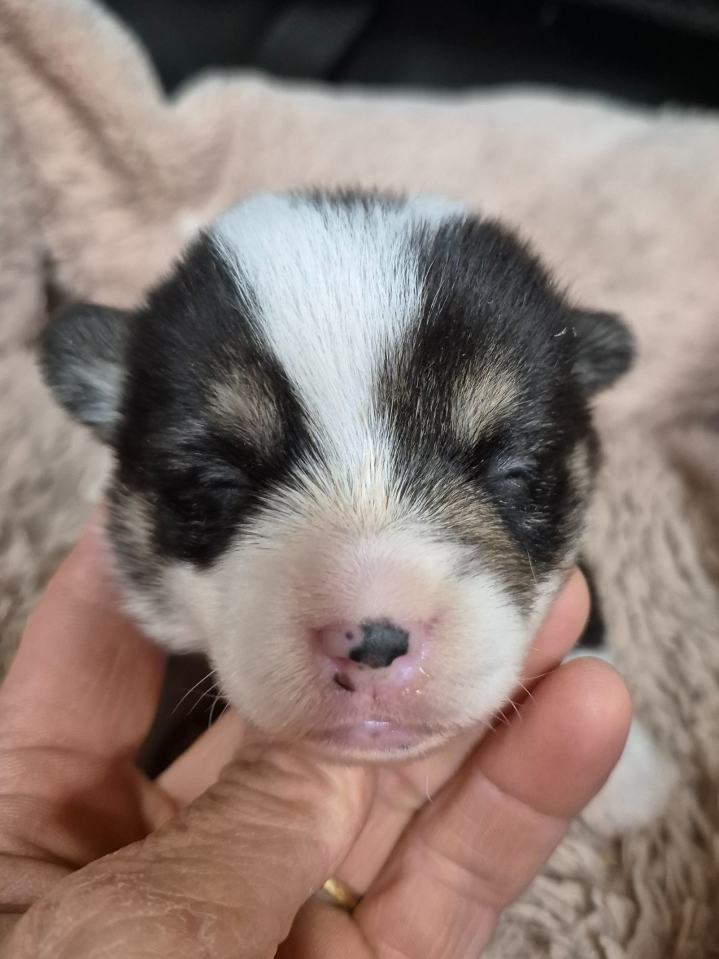 de Paline - Chiots disponibles - Welsh Corgi Pembroke
